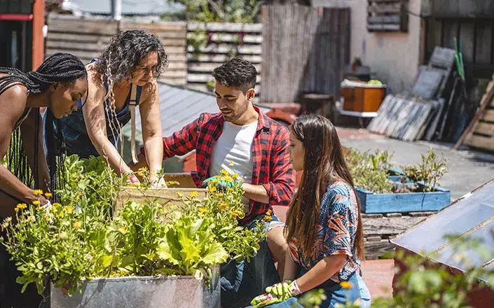 Visuel d'un jardin collectif